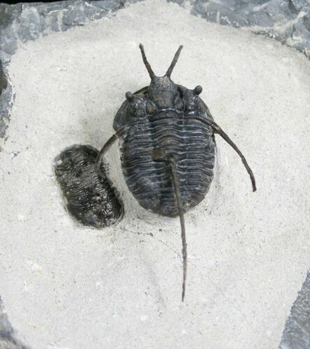 Devil Horn Cyphaspis Trilobite With Friend #5185